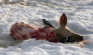 죽은 돼지 시체에서 먹이를 먹는 모습