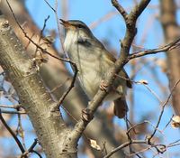 일본 섬휘파람새의 노래.