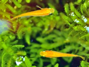 선택적 육종을 통해 얻어진 오렌지색 수족관 변종(히메다카). 위에서 촬영한 모습이다.