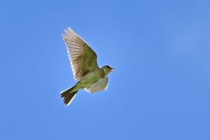 종다리가 노래하고 있다