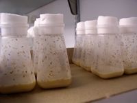 전형적인 Drosophila melanogaster 유전학 실험에서, 알려진 표현형을 가진 수컷과 암컷 초파리를 교배하기 위해 병에 넣는다. 암컷은 처녀여야 한다. 알은 유충이 먹는 배지에 낳는다. 생명 주기가 완료되면 자손의 형질 유전을 평가한다.