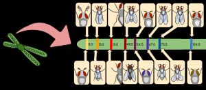 앨프리드 스터티번트의 노랑초파리 유전자 연관 지도: 최초의 성공적인 유전자 지도 작성 작업으로, 염색체 유전설에 대한 중요한 증거를 제공한다. 두 번째 노랑초파리 염색체 상의 대립형질의 상대적 위치를 보여준다. 유전자 간의 거리(지도 단위)는 서로 다른 대립 유전자 사이에서 발생하는 교차 사건의 백분율과 같다.