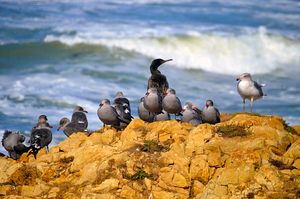히어만 갈매기와 가마우지 및 서부 갈매기가 포인트 레이스 국립 해안에 있다.