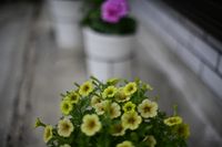 1. 조리개를 크게 열어 촬영했을 때의 보케(50mm F1.2, 35mm 풀 사이즈를 한 스톱 조여 F1.4로 촬영)