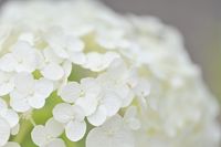 3. 매크로 렌즈를 사용했을 때 생기는 보케의 예시(초점 거리 105mm, 조리개 F3.3)