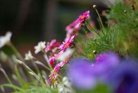 전경 보케의 예 (초점 거리 50mm, F1.4)