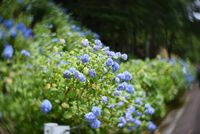 회전 보케의 예