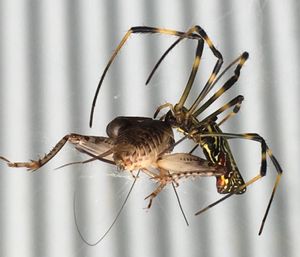 귀뚜라미를 잡아먹는 무당거미