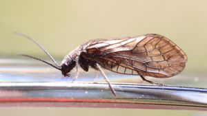 왕벌레목의 일종