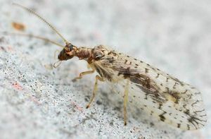 풀잠자리목 Hemerobiiformia 아목의 일종