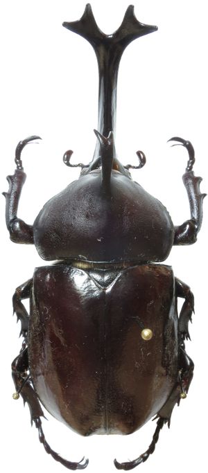 타이완의 수컷 장수풍뎅이