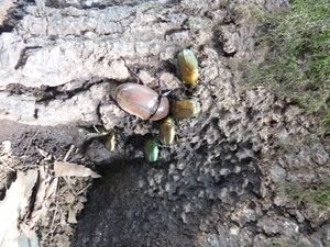 수액에 모이는 풍뎅이와 장수풍뎅이 암컷