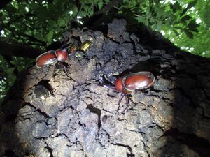 촬영지: 도쿄도