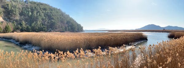 순천만의 갈대