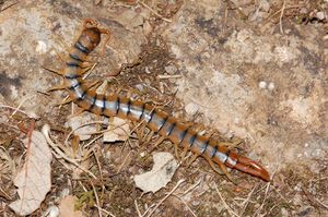 Scolopendra cingulata, 지네