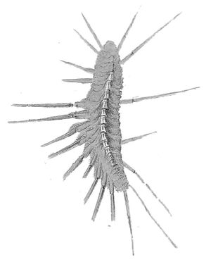 Latzelia primordialis , 화석 지네류 다지류의 일종
