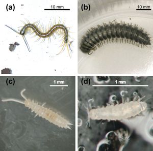 (a) Scolopendra sp. (지네강)