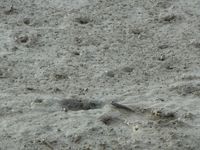 간척지에 서식하는 망둥어류와 게류(가시마시 가시마 해안)