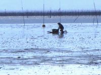 조수가 빠진 갯벌에서는 통을 실은 밀판(가타스키)을 젓는 전통적인 방법으로 망둥어, 게, 조개 등을 채취한다.