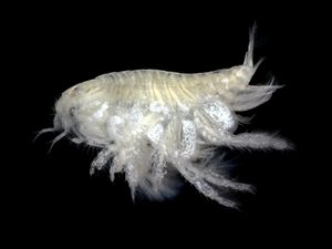 Urothoidae Urothoe brevicornis (Phoxocephaloidea)