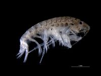 Microdeutopus anomalus}})의 수컷