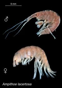 Ampithoe lacertosa}})