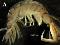 Sinocorophium hangangense}})의 수컷