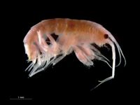 Cheirocratus sundevallii}})