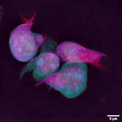 홀로토모그래피 현미경으로 관찰한 T 세포 핵 역학의 4D 라이브 이미징