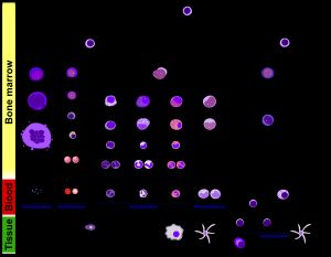 사람의 다양한 혈구 발달 과정을 보여주는 상세하고 포괄적인 다이어그램