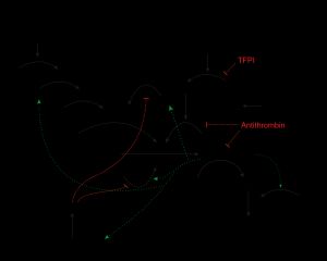음성 및 양성 피드백 화살표가 있는 응고