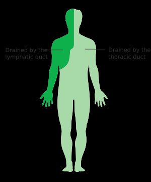 오른림프관과 가슴림프관으로 림프를 배출하는 신체 부위를 각각 보여주는 그림.