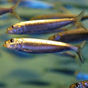 정어리(Sardinops sagax). 식용뿐만 아니라 사료로서의 수요도 크다.