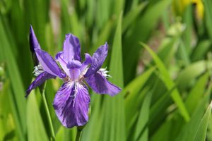 중국의 처마붓꽃