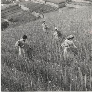 1962년 이탈리아 산레모에서 카네이션을 수확하는 여성들