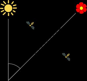 8자 춤의 해석: 태양에 대한 방향은 수직선과의 각도로 표시되고, 거리는 중앙 스트레치에 걸리는 시간으로 표시된다.