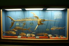 국립 자연사 박물관의 농어목 전시