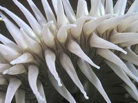 화학적 자극으로 반응하는 말미잘의 촉수