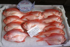 시장 좌판에 놓인 금눈돔