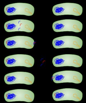 1: 공여 세균 2: 유전자를 수용할 세균 3: 빨간색 부분은 전이될 유전자를 나타냅니다. 세균에서의 형질전환은 특정한 환경에서 일어납니다.