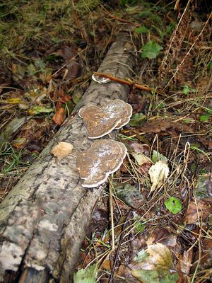 분해자로서 작용하는 버려진 나뭇가지의 곰팡이