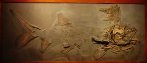 콘드로스테우스과, Strongylosteus의 화석