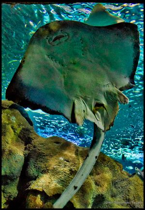 산세바스티안 수족관에서 알집(인어 지갑)을 낳는 홍어