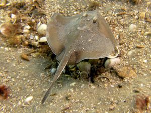 남부 호주에서 가장 흔한 스팅가리 중 하나인 희귀 반점 스팅가리(Urolophus paucimaculatus)는 주로 갑각류를 먹고 산다.