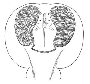 두 개의 전기 기관 위치