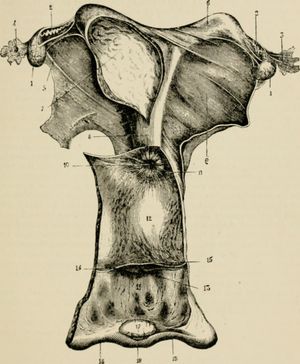 1901년 암컷 말의 생식 기관 그림; 음핵은 17로 표시되어 있다.