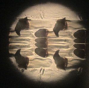 고둥은 알려진 가장 강력한 인장 강도를 가진 이빨을 사용하여 바위에서 조류를 긁어낸다.