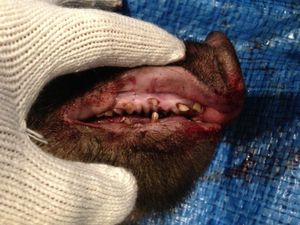 일본 멧돼지 이빨