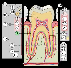 9번이 교두(cusp), 15번이 근단공(apical foramen)이다.