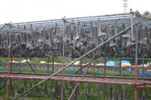 상어 지느러미 말리기(게센누마)